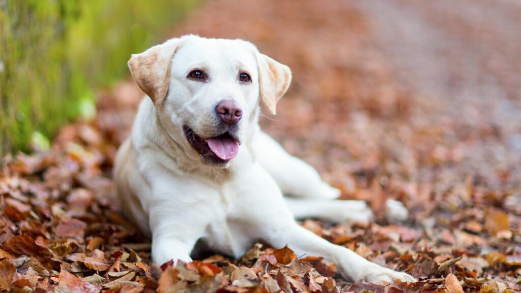 golden retriever:j_wpykxcjxm= labrador